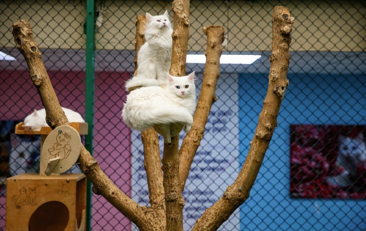 Van kedilerinin yaşadığı "Kedi Villası" yılda ortalama 200 bin ziyaretçiyi ağırlıyor